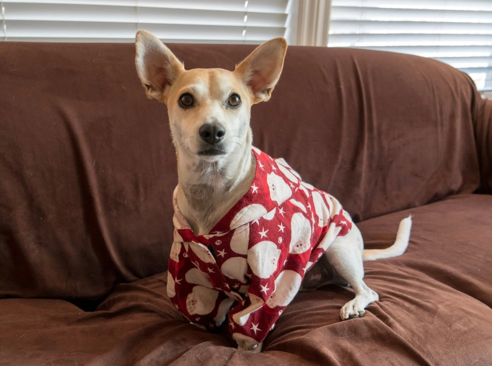 Dog Coat Pajamas