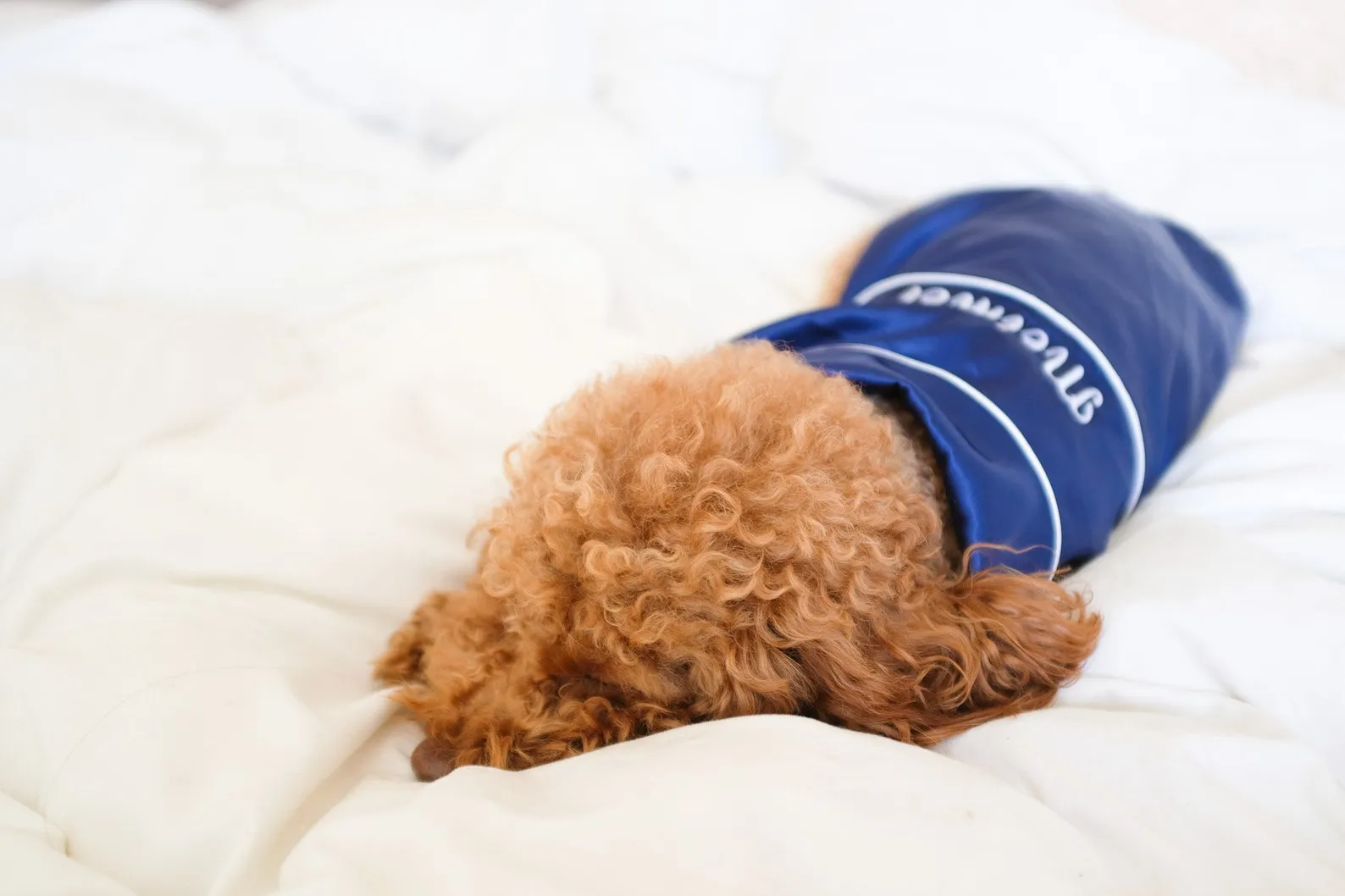 FREE Personalized Silk Cute Pajamas for Small Dogs and Cats