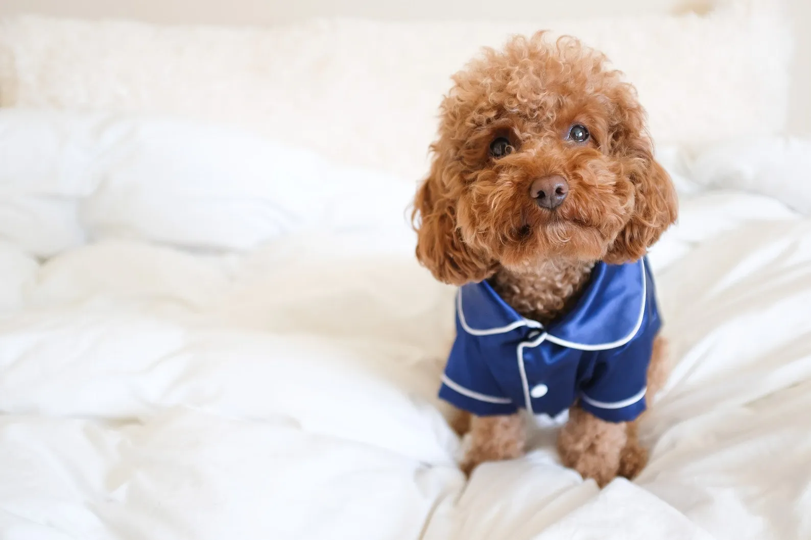 FREE Personalized Silk Cute Pajamas for Small Dogs and Cats